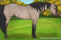 Horse Color:Brown Dun Brindle 