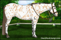 Horse Color:Buckskin Appaloosa 