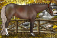 Horse Color:Silver Brown Sabino 