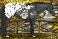 Horse Color:Black Appaloosa 