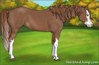 Horse Color:Chestnut Splash