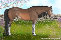 Horse Color:Bay Sabino 