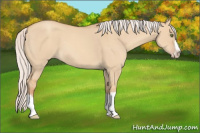 Horse Color:Silver Classic Champagne Dun Splash Frame 