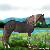 Horse Color:Liver Chestnut Tobiano