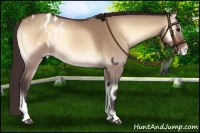 Horse Color:Bay Onyx Appaloosa 