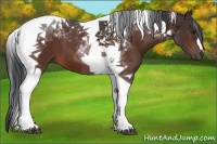 Horse Color:Brown Tobiano