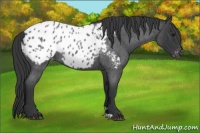 Horse Color:Blue Roan Appaloosa