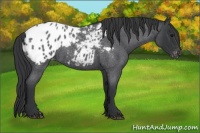 Horse Color:Blue Roan Appaloosa 