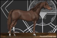 Horse Color:Liver Chestnut Sabino