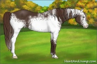 Horse Color:White Spotted Liver Chestnut 