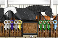 Horse Color:Black Appaloosa 