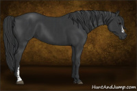 Horse Color:Black and Black