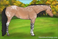 Horse Color:Bay Ice 