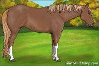Horse Color:Chestnut 