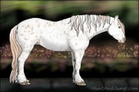 Horse Color:Gold Champagne Appaloosa  and Gold Champagne Appaloosa 