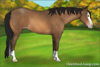 Horse Color:Gray Amber Champagne Splash