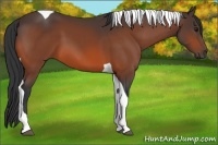 Horse Color:Bay Tobiano 