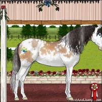 Horse Color:White Spotted Sable Champagne Splash