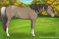 Horse Color:White Spotted Classic Champagne 