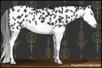 Horse Color:Black Splash Appaloosa