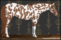 Horse Color:Chestnut Near Leopard 