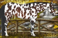 Horse Color:Bay Leopard 