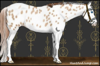 Horse Color:Buckskin Pearl Splash Leopard