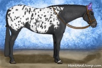 Horse Color:Black Near Leopard 