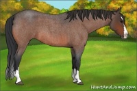 Horse Color:Bay Roan Splash 