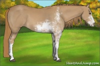 Horse Color:Chestnut Sabino
