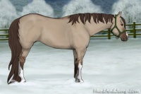 Horse Color:Liver Red Dun 
