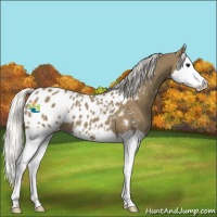 Horse Color:Silver Smoky Black Splash Appaloosa 