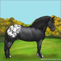 Horse Color:Black Appaloosa 