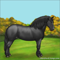 Horse Color:Black Appaloosa
