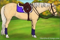 Horse Color:Palomino