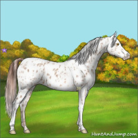 Horse Color:Amber Champagne Appaloosa  and Amber Champagne Appaloosa 