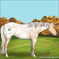 Horse Color:White Spotted Silver Amber Champagne Dun Appaloosa 