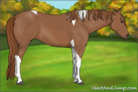 Horse Color:Chestnut Tobiano 