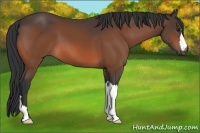Horse Color:Brown 