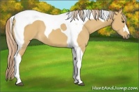 Horse Color:Palomino Dun Tobiano 