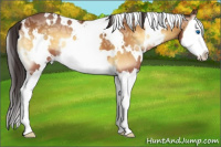 Horse Color:White Spotted Buckskin Ice Onyx Splash 