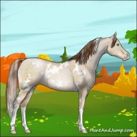 Horse Color:White Spotted Buckskin Pearl Dun 