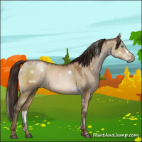 Horse Color:Gray White Spotted Buckskin Pearl Dun 