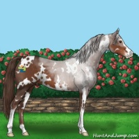 Horse Color:White Spotted Liver Chestnut Sabino 