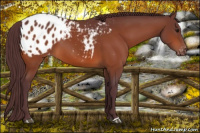 Horse Color:Chocolate Bay Appaloosa 