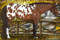 Horse Color:Buckskin Appaloosa