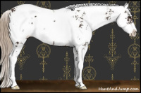 Horse Color:Liver Chestnut Sabino 