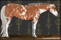 Horse Color:Silver Bay Sabino 