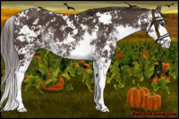 Horse Color:Liver Chestnut Sabino Appaloosa 
