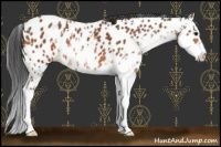 Horse Color:Bay Sabino Near Leopard 